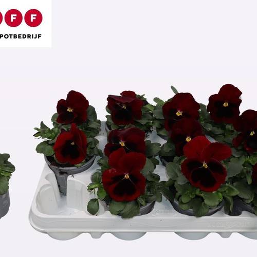 Stiefmütterchen F1 dunkel rot T09 H015