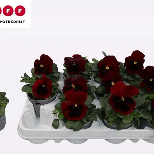 Stiefmütterchen F1 dunkel rot T09 H015