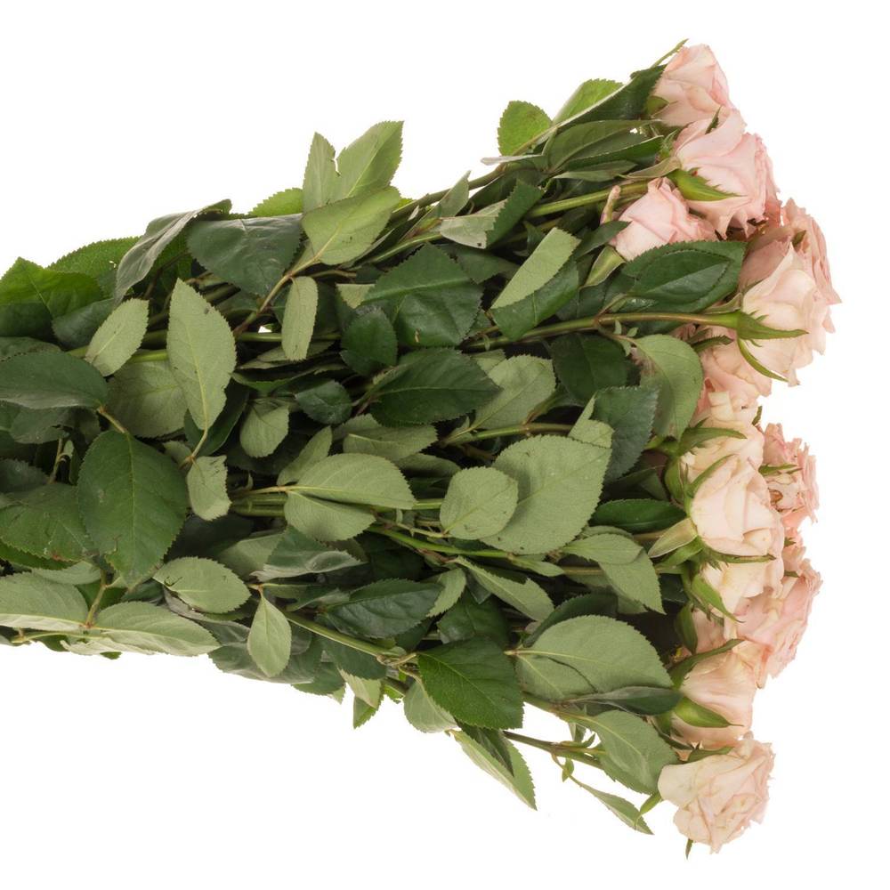 Rose verzweigt hell rosa Sweet Porcelina 5+Blüte 50cm