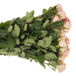 Rose verzweigt hell rosa Sweet Porcelina 5+Blüte 50cm