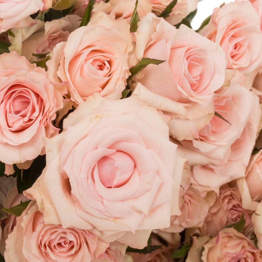 Rose verzweigt hell rosa Sweet Porcelina 5+Blüte 50cm