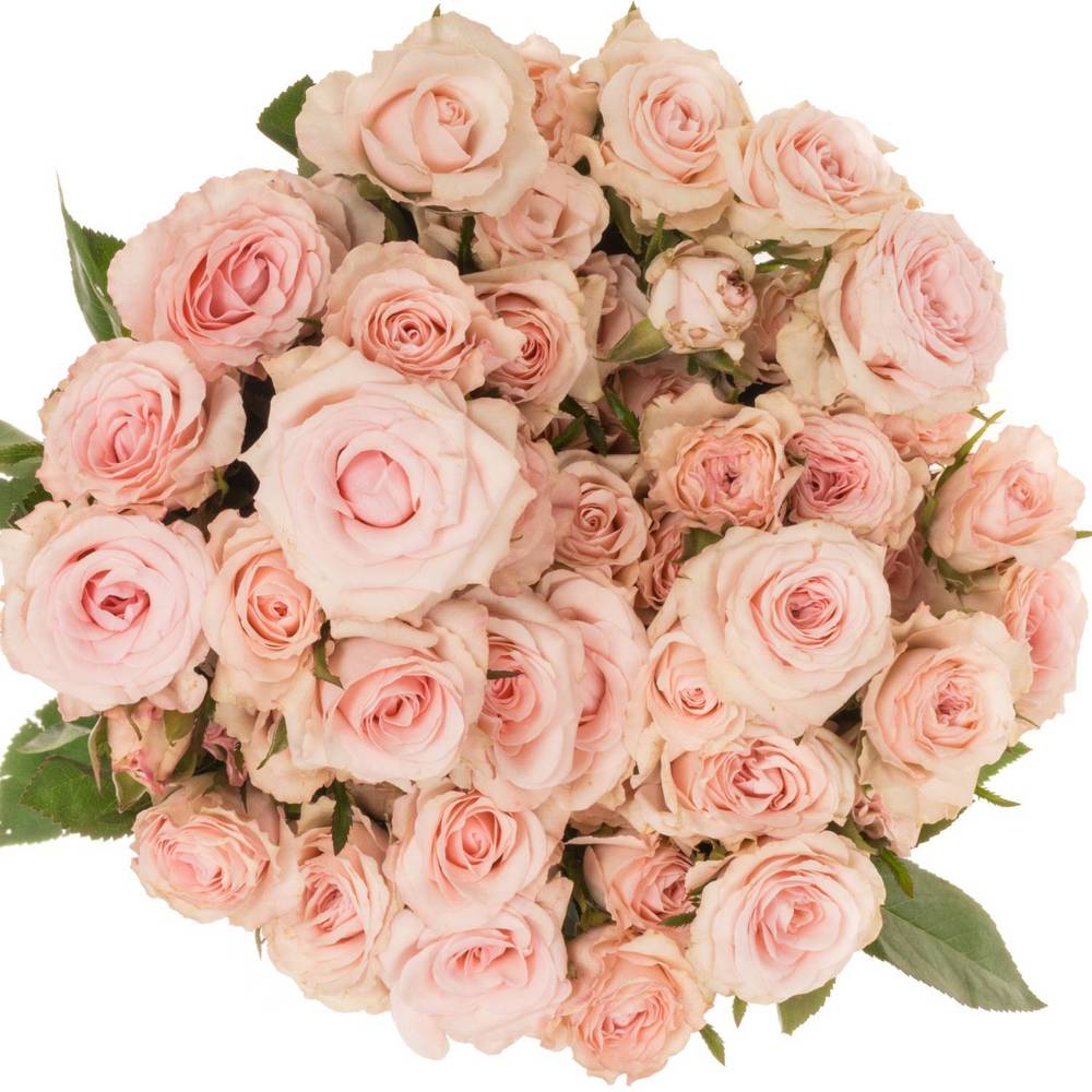 Rose verzweigt hell rosa Sweet Porcelina 5+Blüte 50cm