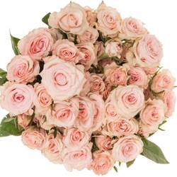 Rose verzweigt hell rosa Sweet Porcelina 5+Blüte 50cm