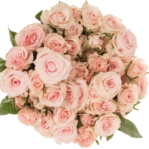 Rose verzweigt hell rosa Sweet Porcelina 5+Blüte 50cm