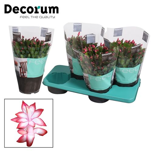Schlumbergera rot T17 H032