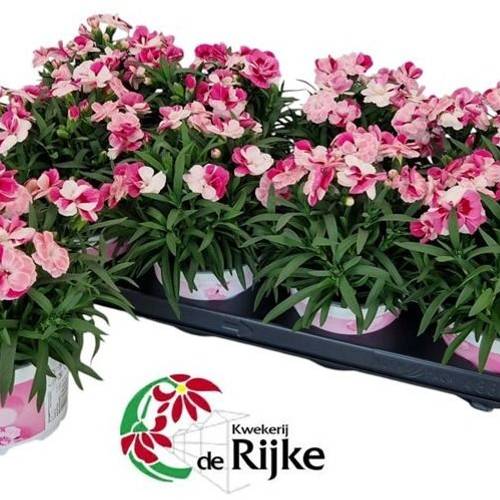Dianth. pink&proud T12 H020