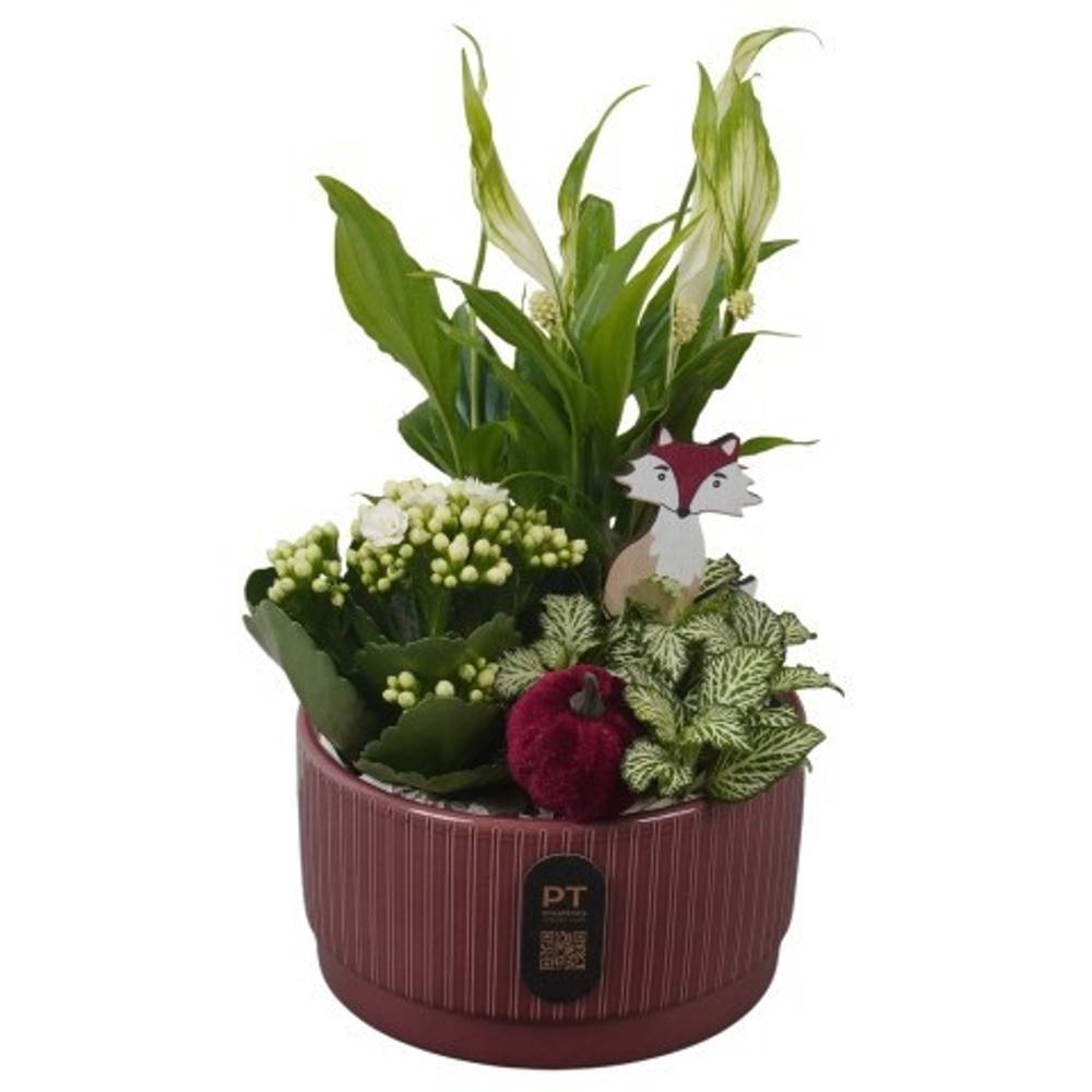 Spath.Arr PTHI3209 Herbst T16 H028