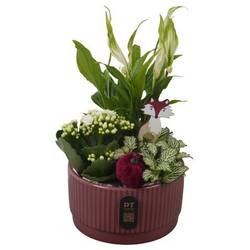 Spath.Arr PTHI3209 Herbst T16 H028