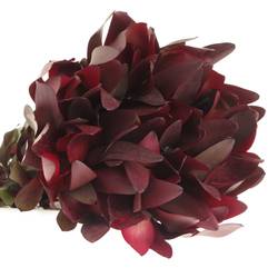 Leucadendron rot Safari Sunset 80cm