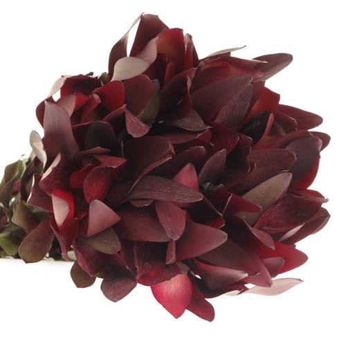 Leucadendron rot Safari Sunset 80cm
