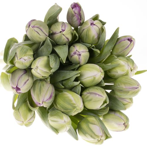 Tulpe milka doppel Saigon Triflor 28 Gramm