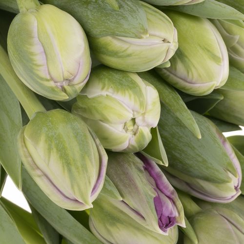 Tulpe milka doppel Saigon Triflor 28 Gramm