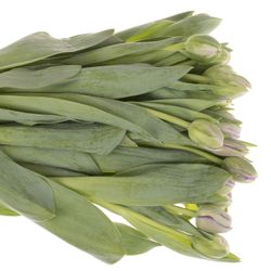 Tulpe milka doppel Saigon Triflor 28 Gramm
