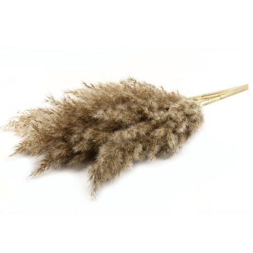 Trocken-blumen Pampas Wooly 100cm x5