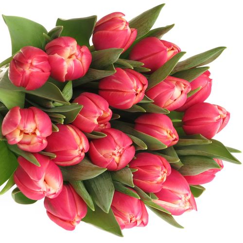 Tulpe rosa/creme Columbus Triflor 28 Gramm