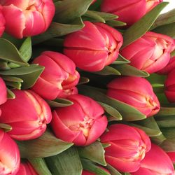 Tulpe rosa/creme Columbus Triflor 28 Gramm
