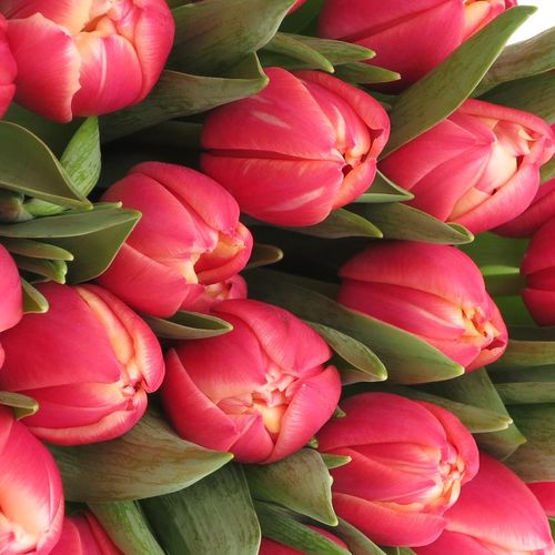 Tulpe rosa/creme Columbus Triflor 28 Gramm