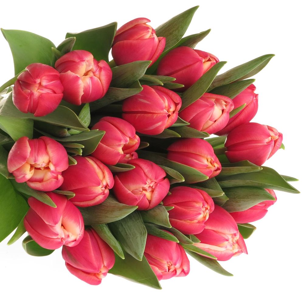 Tulpe rosa/creme Columbus Triflor 28 Gramm