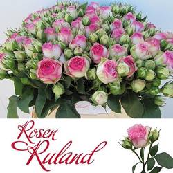 Rose creme Freiland Carousel Summerhouse 3+Blüte 40cm