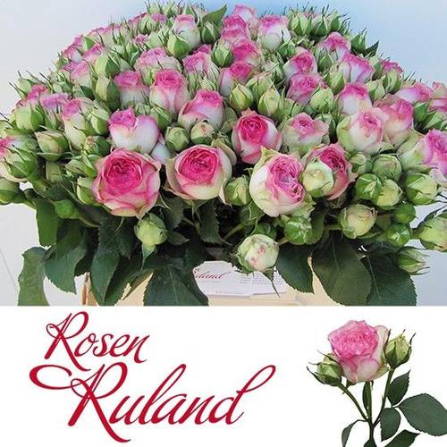 Rose creme Freiland Carousel Summerhouse 3+Blüte 40cm