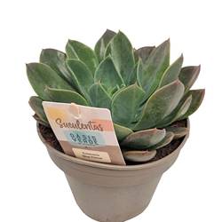 Echeveria Blue Prince T14 H020