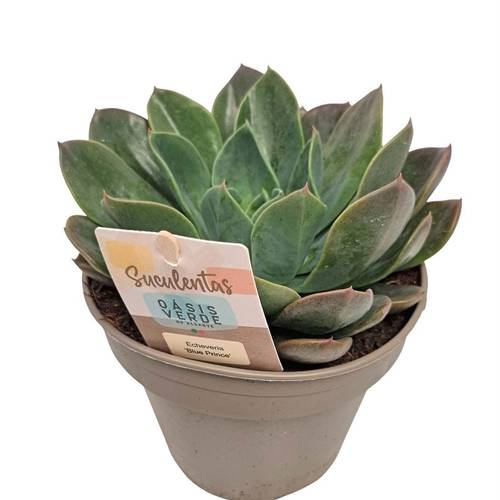 Echeveria Blue Prince T14 H020
