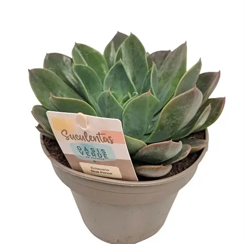 Echeveria Blue Prince T14 H020