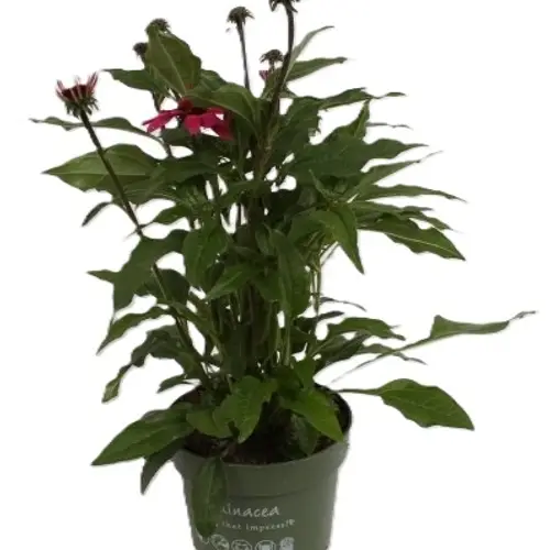 Echinacea rosa T17 H040