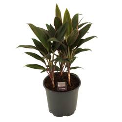 Cordyline Rumba T19 H55