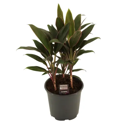 Cordyline Rumba T19 H55