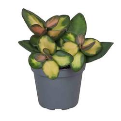 Hoya Burtonia T06 H010