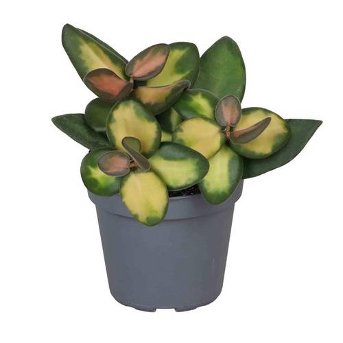 Hoya Burtonia T06 H010