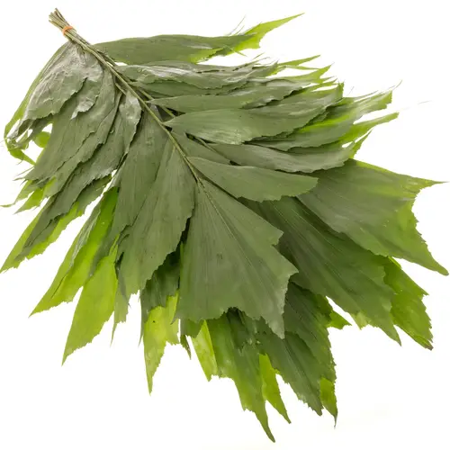 Caryota grün 60cm