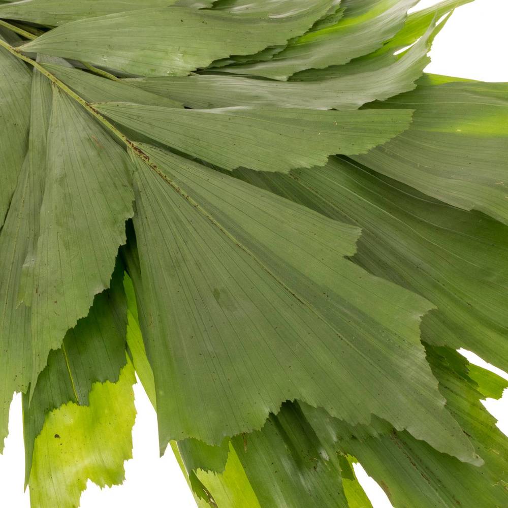 Caryota grün 60cm