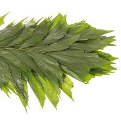 Caryota grün 60cm