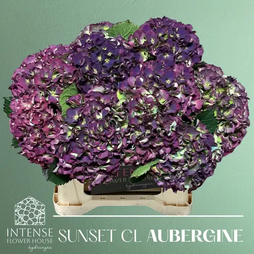 Hortensie dunkel lila/grün Sunset Cl Bol 13cm 40cm