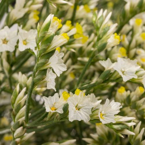 Limonium weiss China White 26 Gramm 70cm