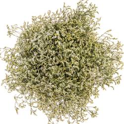 Limonium weiss China White 26 Gramm 70cm