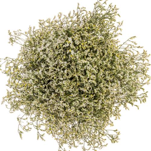 Limonium weiss China White 26 Gramm 70cm