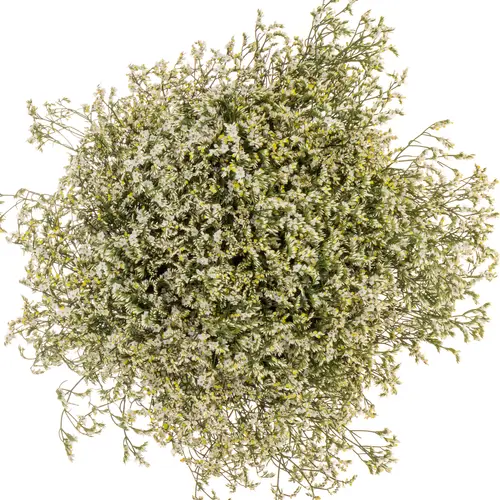 Limonium weiss China White 26 Gramm 70cm