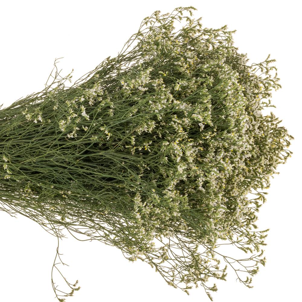 Limonium weiss China White 26 Gramm 70cm