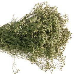 Limonium weiss China White 26 Gramm 70cm