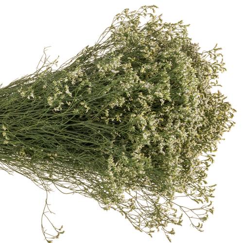 Limonium weiss China White 26 Gramm 70cm