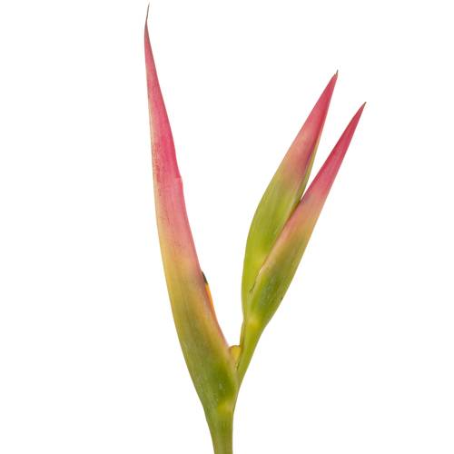Heliconia Klein rosa Sassy 80cm
