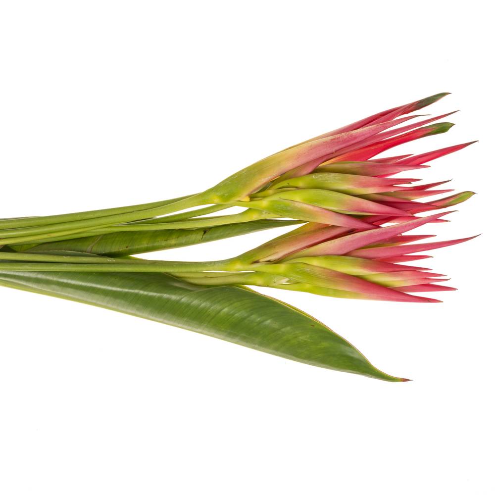 Heliconia Klein rosa Sassy 80cm