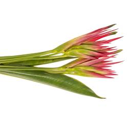 Heliconia Klein rosa Sassy 80cm