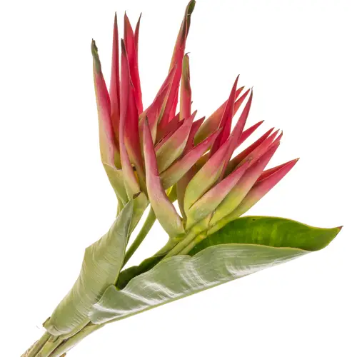 Heliconia rosa Sassy 80cm