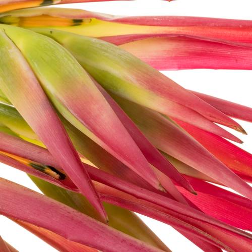 Heliconia Klein rosa Sassy 80cm
