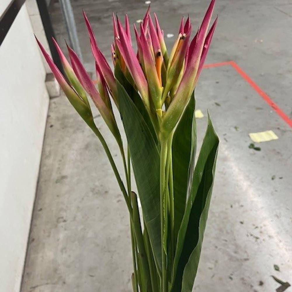 Heliconia rosa Sassy 80cm