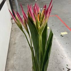 Heliconia rosa Sassy 80cm